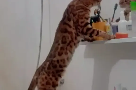 Кошки потеряшки, Санкт-Петербург, фото: Потеряшка бенгальская кошка в Петро-Славянке, Санкт-Петербург