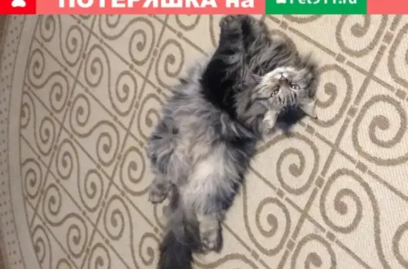 Пропала кошка в Томске: Дли.