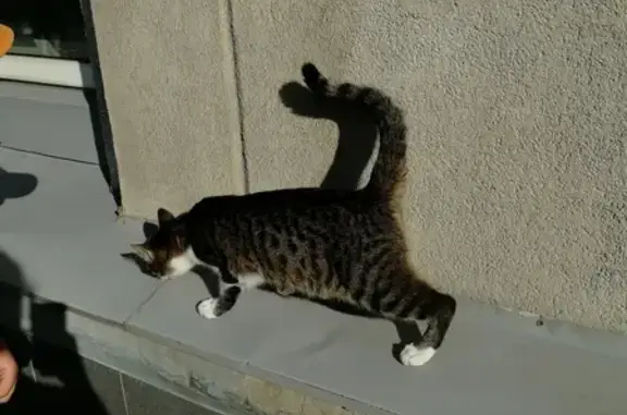 Найдена кошка в Самаре, у метро Безымянка