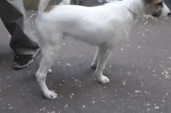 Найден малыш-собачка в Наро-Фоминском районе, Москва