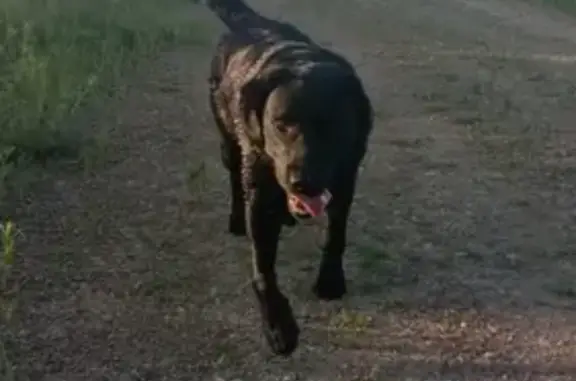 Найден щенок лабрадора в Кампо Верде, Хабаровск