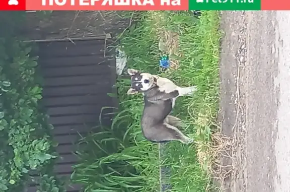 Найден щенок хаски в Мясново, ищем хозяина