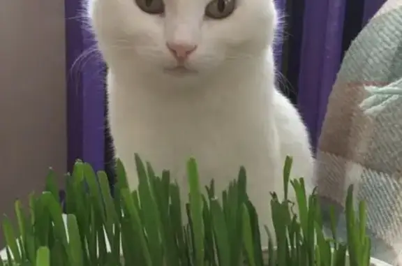 Пропала белая кошка Милка в Тамбове