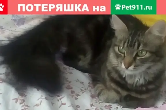 Кошки потеряшки, Санкт-Петербург, фото: Потеряшка пушистая кошка в Санкт-Петербурге.