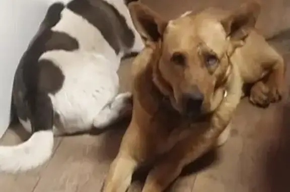 Пропала собака Кобель в Голицыно, вознаграждение