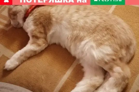 Найден кот с ошейником на Волгоградском проспекте