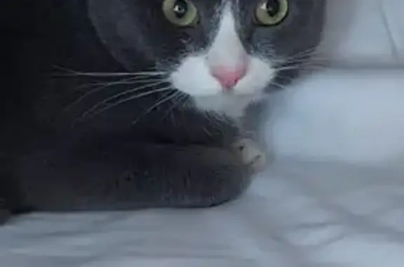 Найден серый кот/кошка на ул. Королева, 40