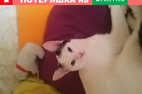 Пропала кошка Смузи в Марьино, Москва.