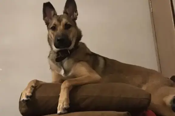 Собаки потеряшки, Волгоград, фото: Потеряшка собака Люся в Волгограде