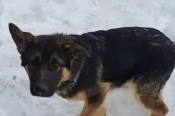 Пропала собака Джек в Казани