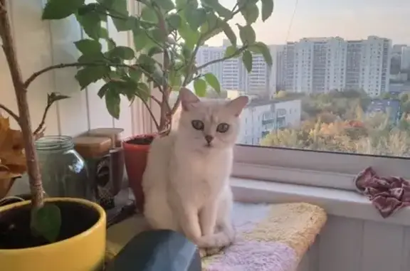 Пропала кошка Британка в Москве с ошейником красного цвета