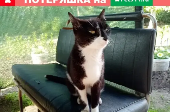 Найдена худая кошка в Автозаводском районе, Нижний Новгород