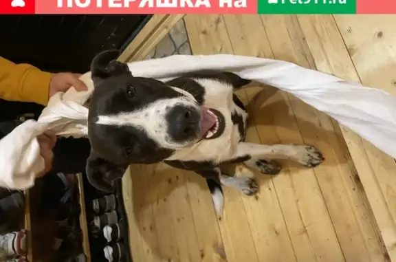 Найдена мелкая собака в селе Дубна, Чехов