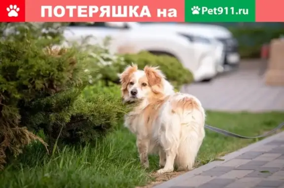 Пропала собака Блинчик, Москва, Текстильщики.