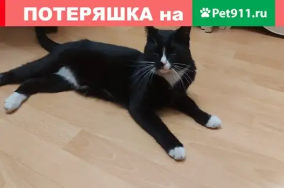Найден домашний кот на Вильнюсской улице в Москве