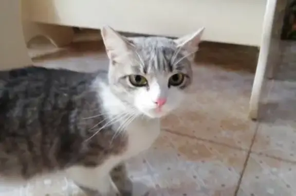 Найдена кошка на ул. Воробьёва 1Б в Челябинске