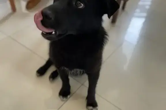 Найдена домашняя собака у жд переезда в Евпатории