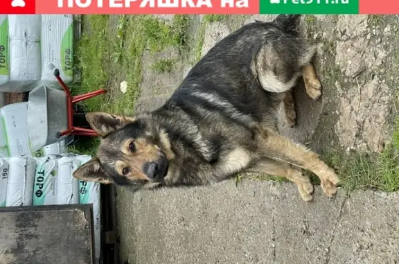 Найдена домашняя собака в Москве: 8 916 928 85 63