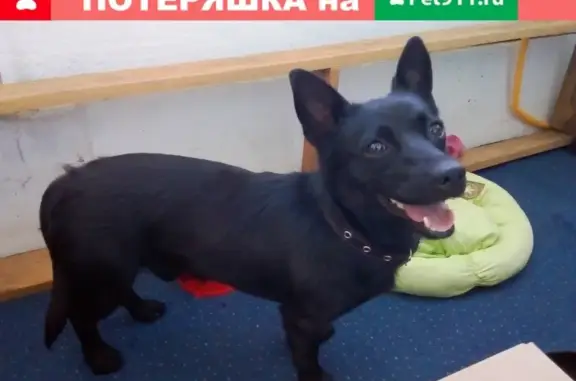 Найден черный пёс на ст. Трудовая, Дмитровский р-н МО.