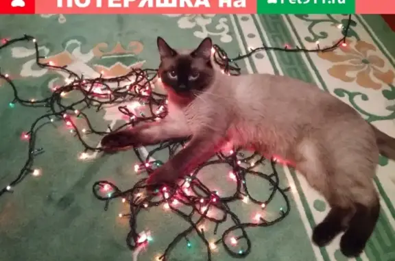 Объявления о пропавших и найденных животных, Киров, фото: Пропал кот Лёва в пос. Радужный, г. Киров, ул. Конституции 12