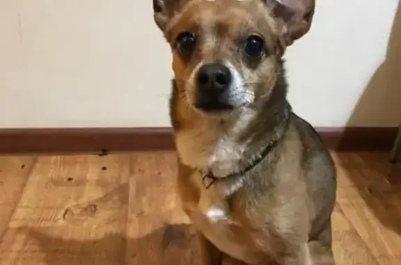 Найденные животные Калининград, фото: Найдена собака на ул. Осенней в Калининграде