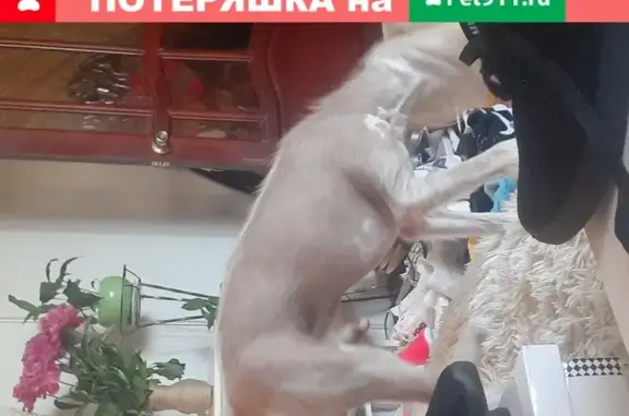 Собака найдена на ул. Комарова в Мытищах