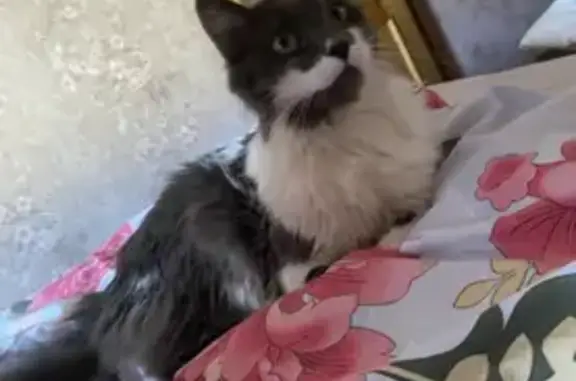 Пропала кошка Соня-Сонька в Волгодонске