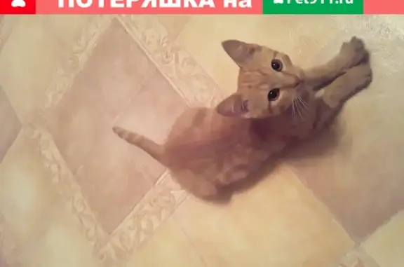 Кошка найдена на Червишевском тракте в Тюмени