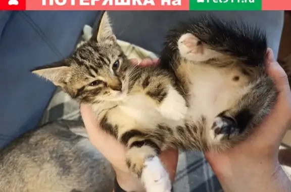Найдена кошка, ищет дом в Москве