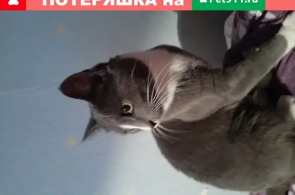 Пропала кошка Тоша в Москве