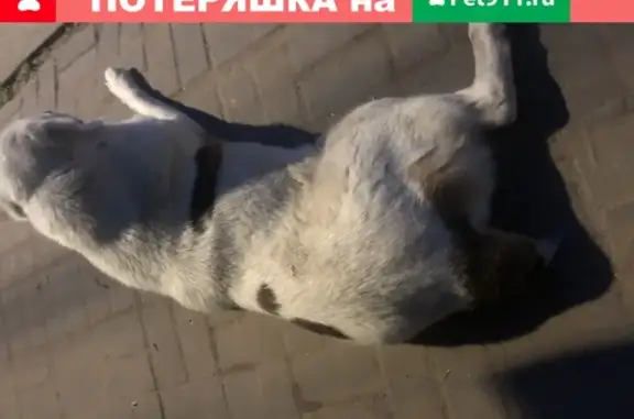Собака с купированными ушами и хвостом найдена в Нижнем Новгороде.