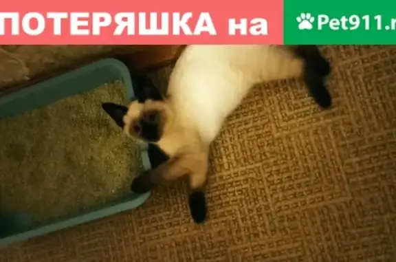 Пропала кошка Корица, Саратов, Провиантская ул. 14