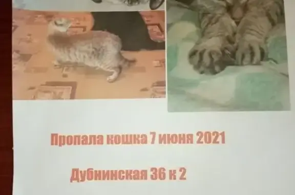 Пропала кошка Кейси на Дубнинской улице, Москва