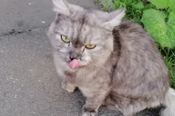 Найдена ласковая кошка на Завидной улице