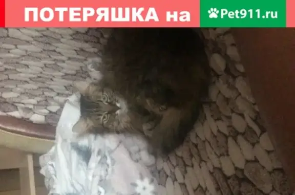 Пропала кошка Маруся в деревне Марьинка, Московская область