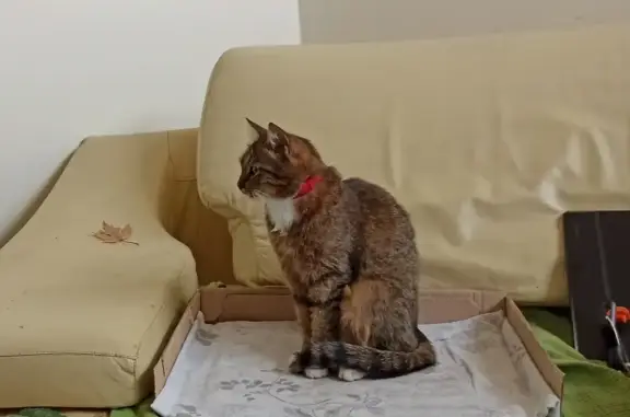 Пропала кошка Маруся в Москве, поселение Первомайское