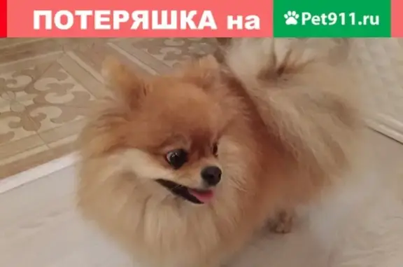 Найдена собака в Октябрьском районе, Новосибирск