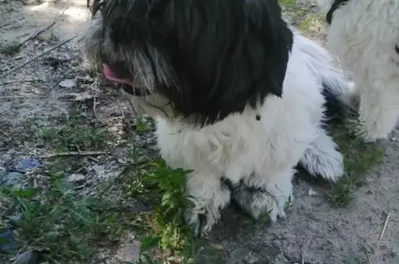 Найдена собака у входа в парк Алые паруса, Воронеж