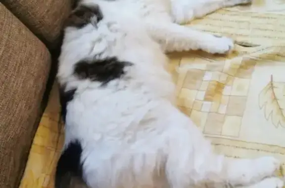 Найден белый котик в Москве