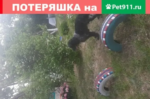 Пропала собака Черно пегий русский спаниель в Вятских Полянах