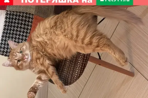 Пропал кот в Дарьино, Ярославское шоссе, вознаграждение Москва