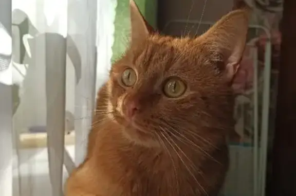 Кошки потеряшки, Ярославль, фото: Потеряшка кот Баксик в Ярославле, помогите найти!