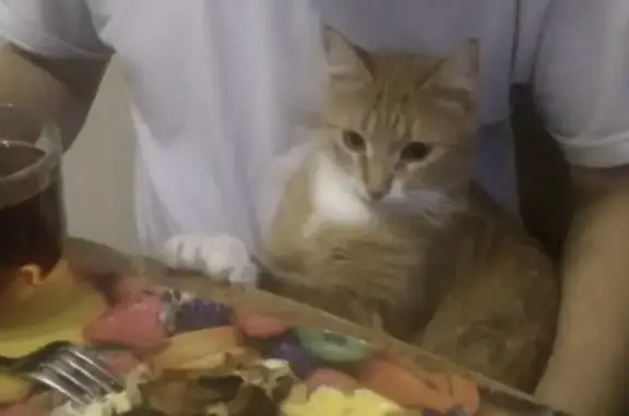 Пропала кошка в Москве: Рыжая, короткошерстная
