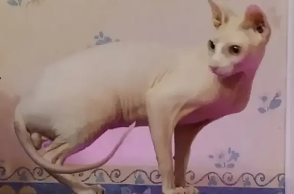 Пропала кошка Донской сфинкс в Иваново