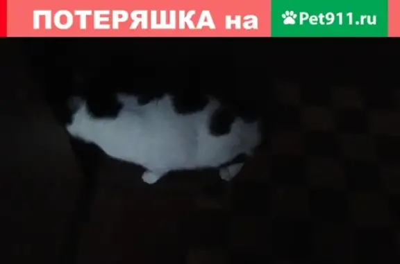 Кошка с сердечком найдена в Санкт-Петербурге