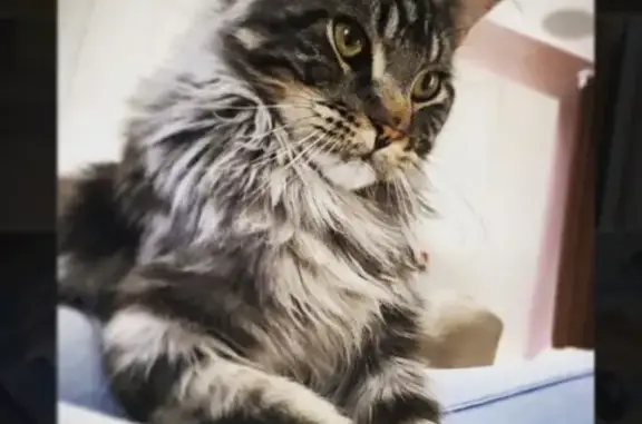 Кошки потеряшки, Тольятти, фото: Потеряшка кот Жора, К. Маркса 50, Тольятти