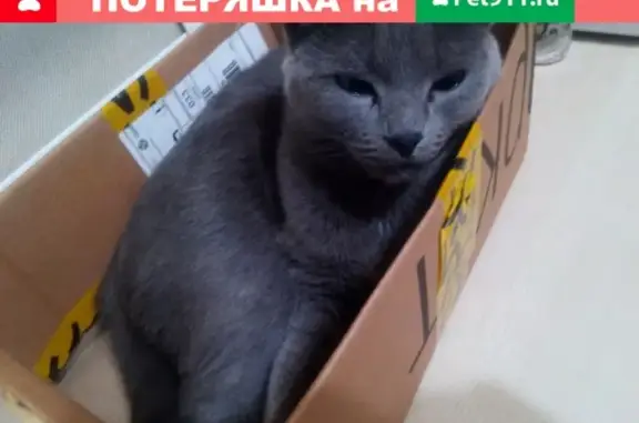 Найдена кошка русской голубой породы возрастом 2-4 года около магазина Флагман в Ставрополе