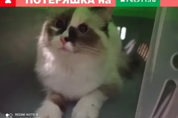 Найдена трёхцветная кошка на Шипиловской, 36кор2