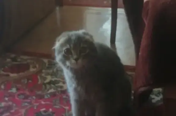 Найдена кошка на пр. Кирова