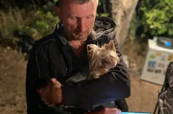 Собаки потеряшки, Волгоград, фото: Потеряшка собака Ханя в Волгограде.